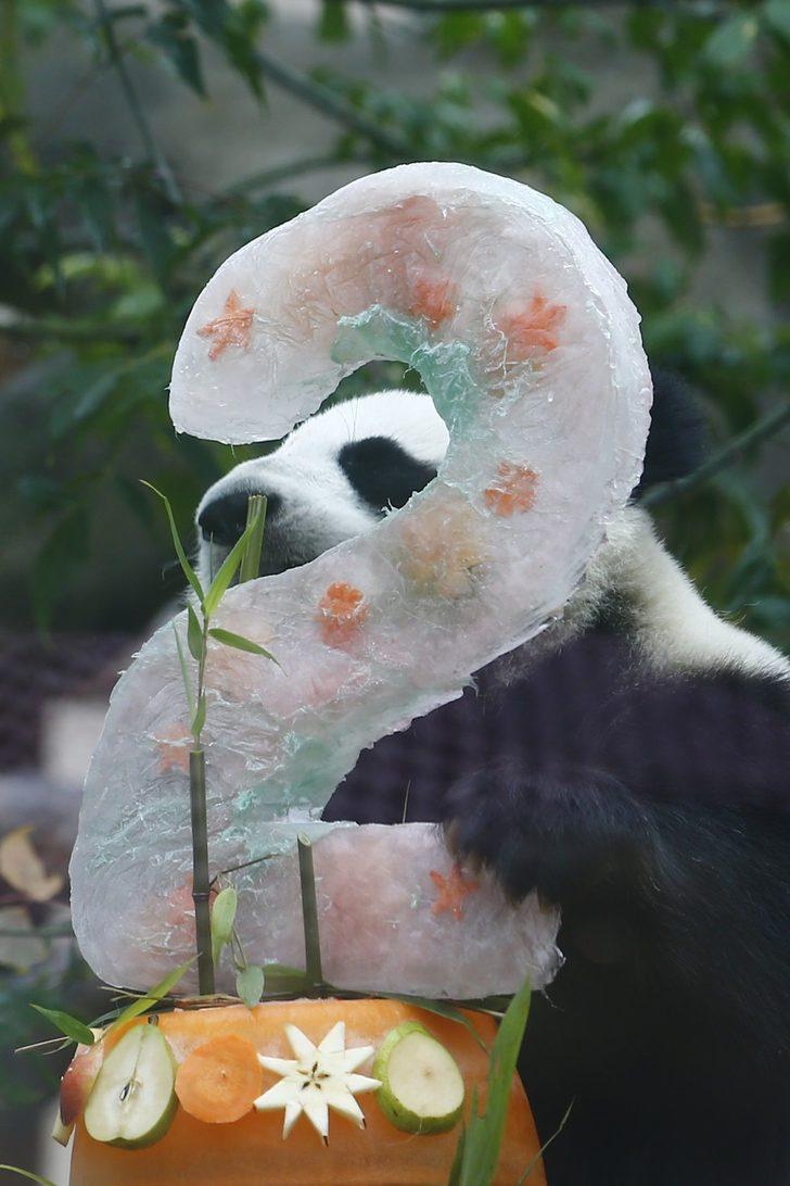 Sevimli pandalara doğum günü sürprizi yaptılar! G3