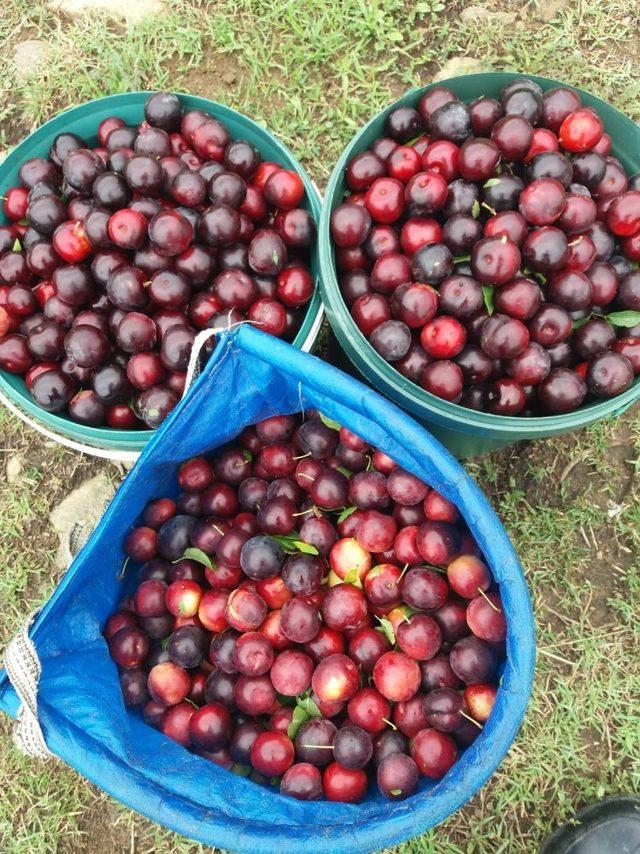 Erikler marmelada dönmeye başladı