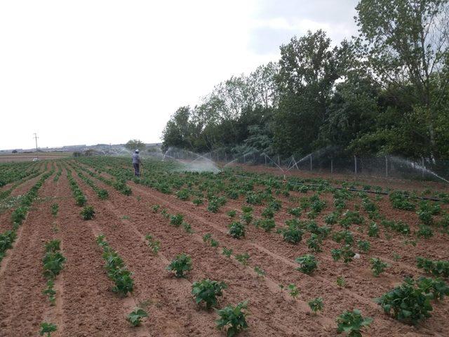 Ergene Belediyesi fasulye yetiştiriyor