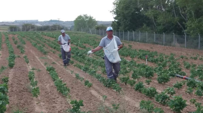 Ergene Belediyesi fasulye yetiştiriyor