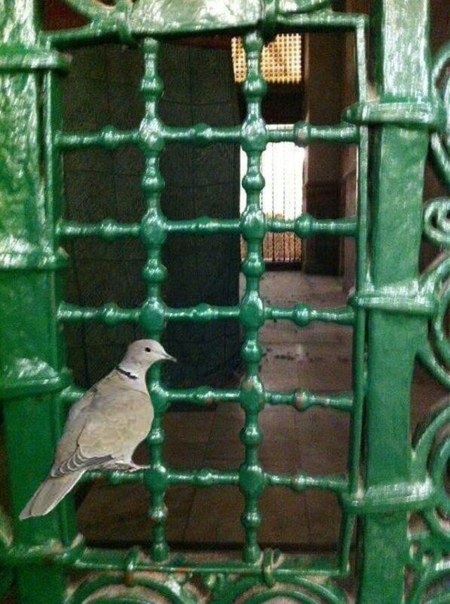 Peygamber Efendimizin t&uuml;rbesine &ouml;zel bakım 1