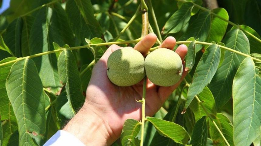 Bing&ouml;l&rsquo;de ceviz &uuml;retiminde pilot bah&ccedil;eler incelendi