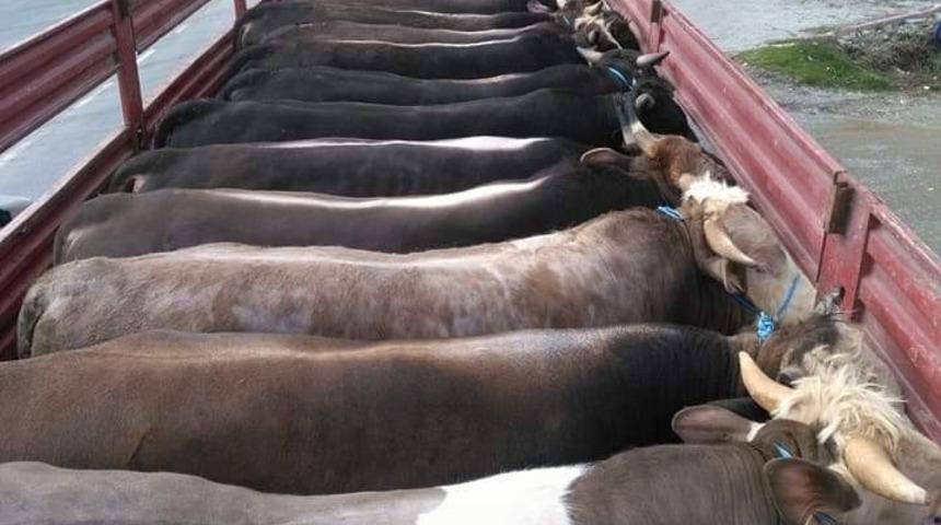 Boyabat&rsquo;tan Marmara B&ouml;lgesi&rsquo;ne kurbanlık sevkiyatı