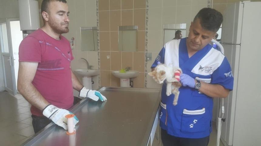 Veteriner ekipleri yaralı kediyi kurtardı
