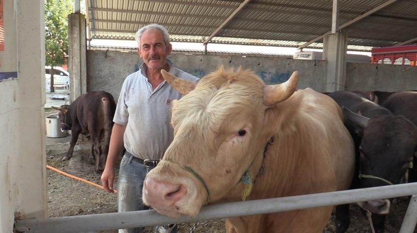 Atakum Canlı Hayvan Pazarı &uuml;reticiyle birlikte a&ccedil;ıldı