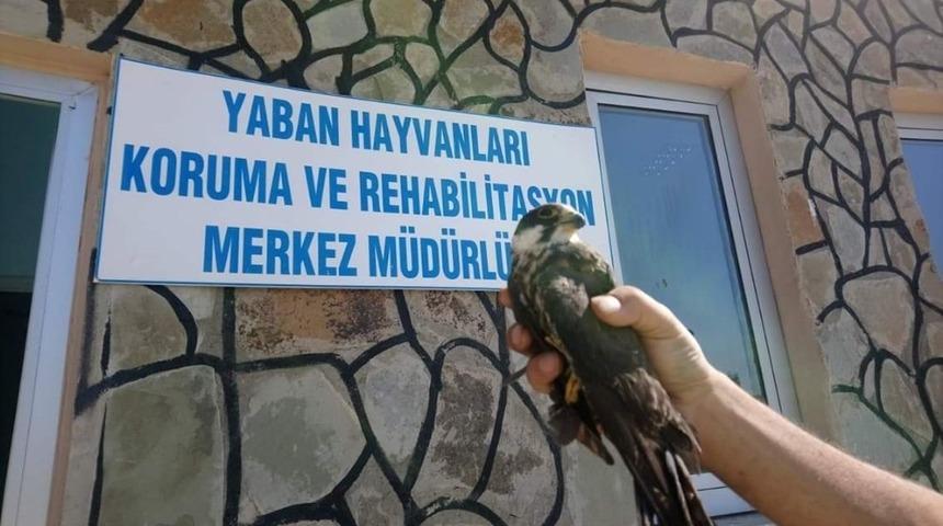 Yaralı Sansar ile Doğan tedavi altına alındı