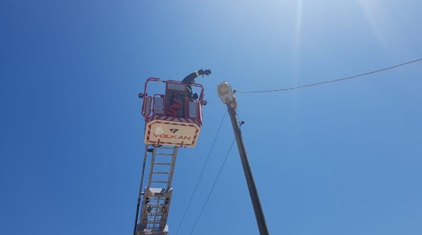 Elektrik direğinde mahsur kalan kedi itfaiye tarafından kurtarıldı