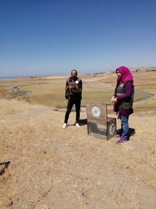 Tedavisi tamamlanan Kızıl Şahin doğaya salındı