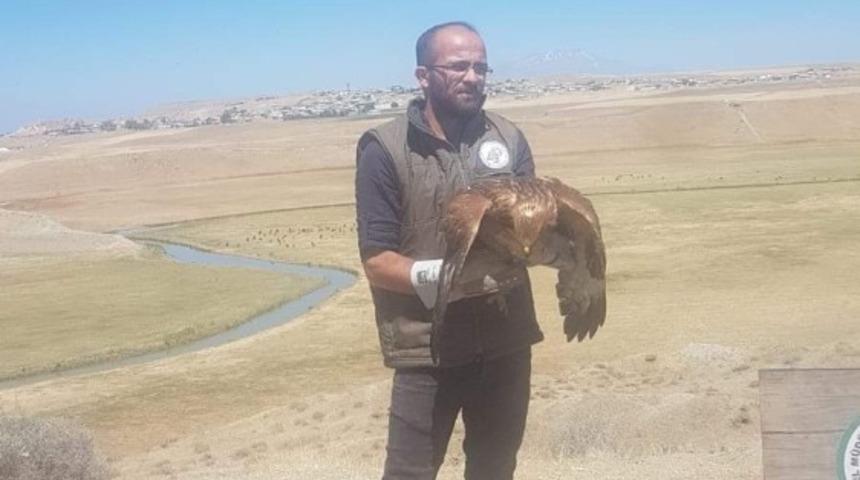 Tedavisi tamamlanan Kızıl Şahin doğaya salındı