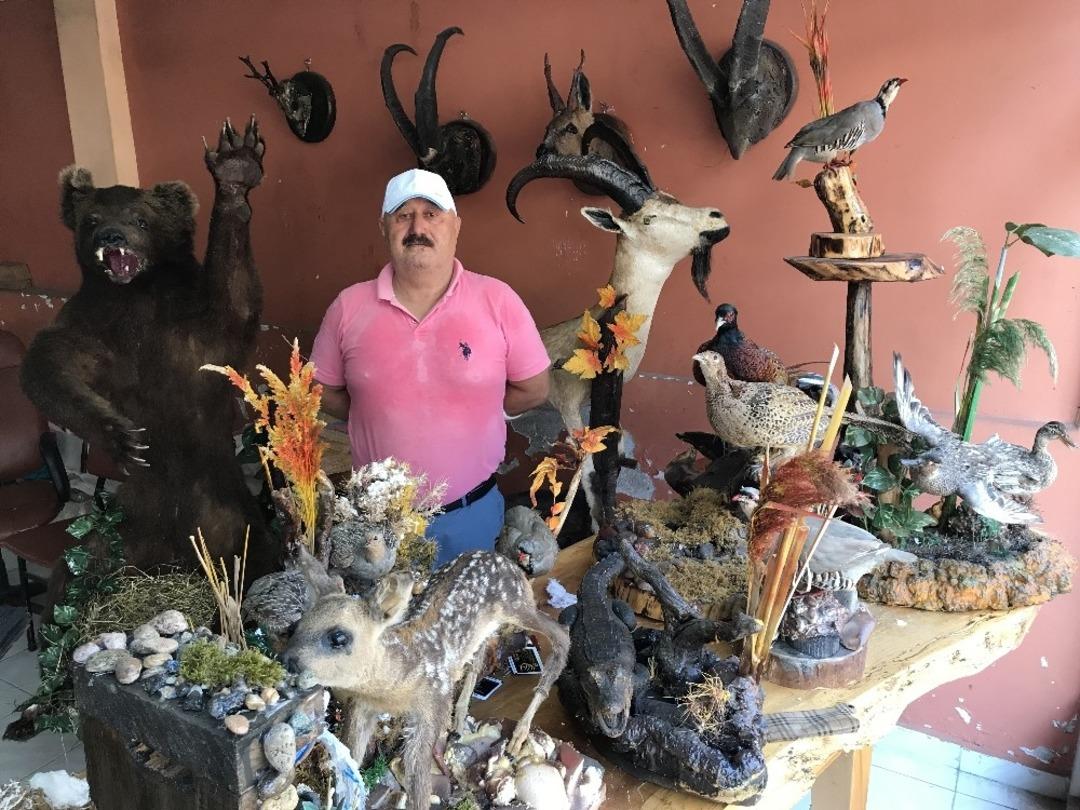 &Ouml;l&uuml; yaban hayvanlarını doldurup iş yerinde sergiliyor