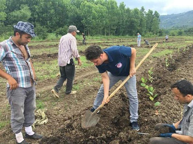 Samsun’a süper meyve aronia bahçesi kuruldu