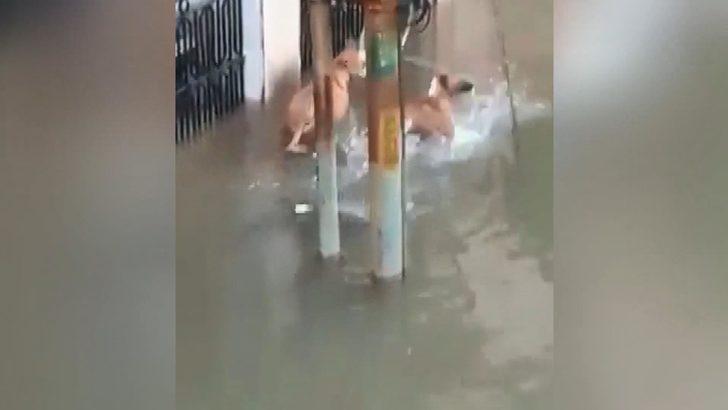 Bir anda su birikintisinin içinden çıktı! O anlar kameraya böyle yansıdı G2