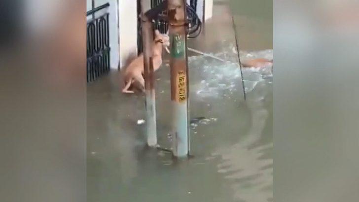 Bir anda su birikintisinin içinden çıktı! O anlar kameraya böyle yansıdı G3