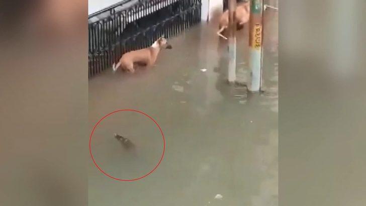 Bir anda su birikintisinin içinden çıktı! O anlar kameraya böyle yansıdı G1