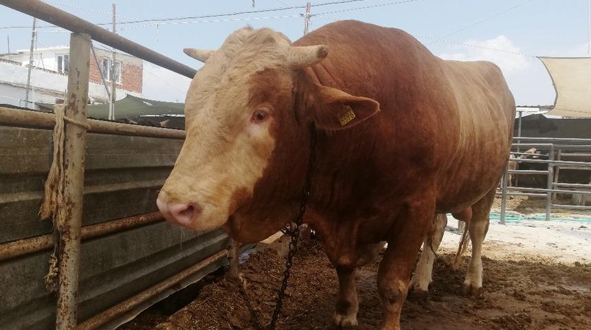 25 aylık Paşa alıcısını bekliyor