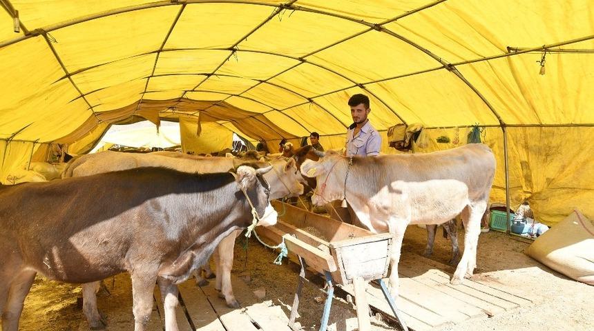 Kurban pazarında 200 &ccedil;adırdan 137&rsquo;si doldu