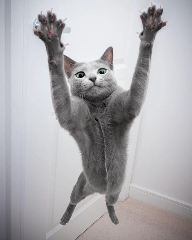 Bu güzel Mavi Rus Kedilerinin gözlerini gören büyüleniyor!  G5