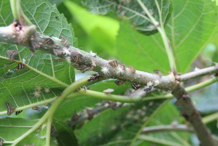 İlk kez 2007'de görülmüştü! Doğu Karadeniz’de 'vampir' böcek alarmı G2