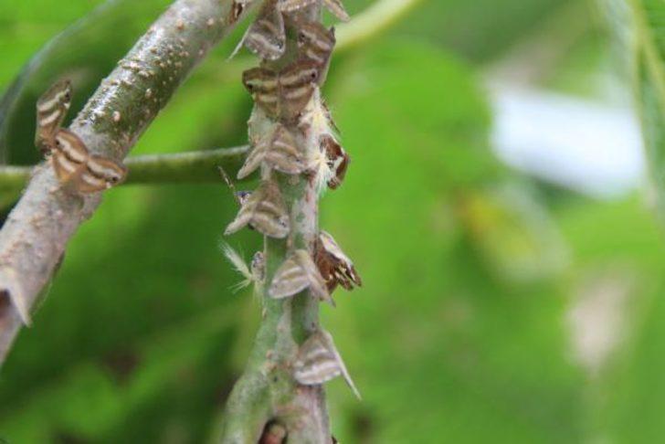 İlk kez 2007'de görülmüştü! Doğu Karadeniz’de 'vampir' böcek alarmı G1