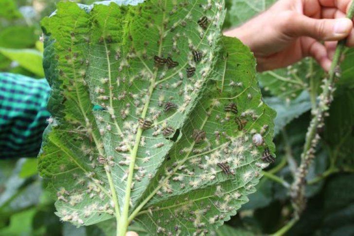 İlk kez 2007'de görülmüştü! Doğu Karadeniz’de 'vampir' böcek alarmı G3