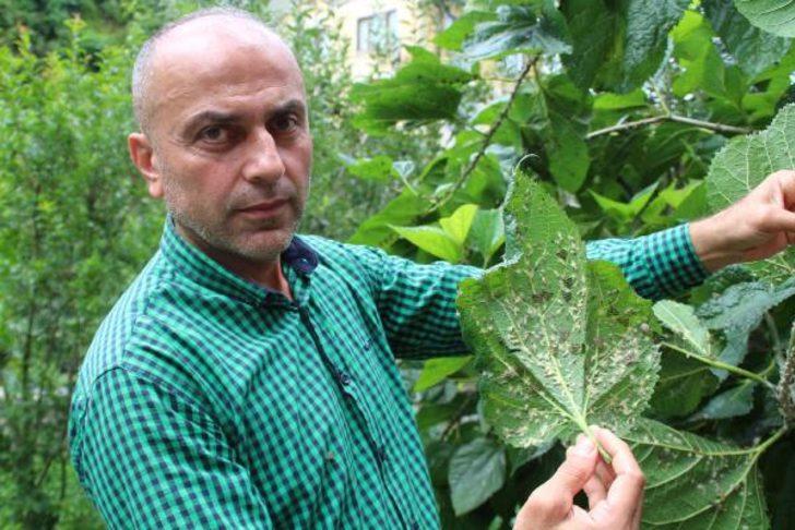 İlk kez 2007'de görülmüştü! Doğu Karadeniz’de 'vampir' böcek alarmı G4