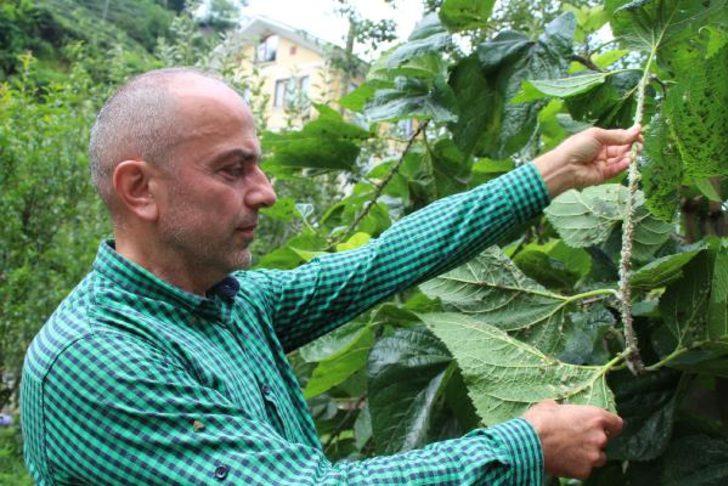 İlk kez 2007'de görülmüştü! Doğu Karadeniz’de 'vampir' böcek alarmı G5