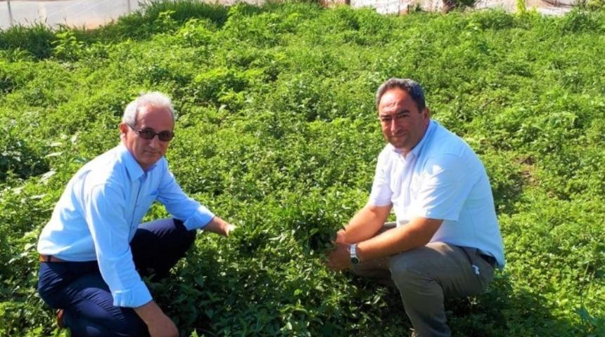 Eskişehir tıbbi bitkide atağa kalkıyor