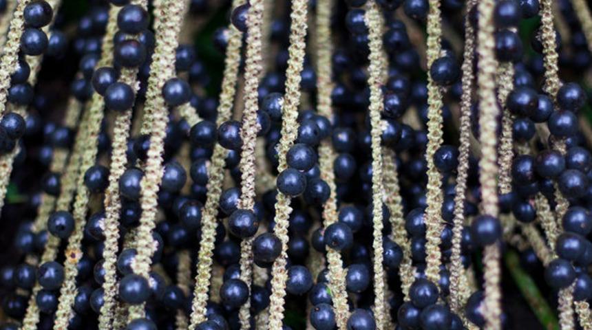 Amazon'dan gelen sağlık: Acai &ccedil;ileğinin 5 faydası