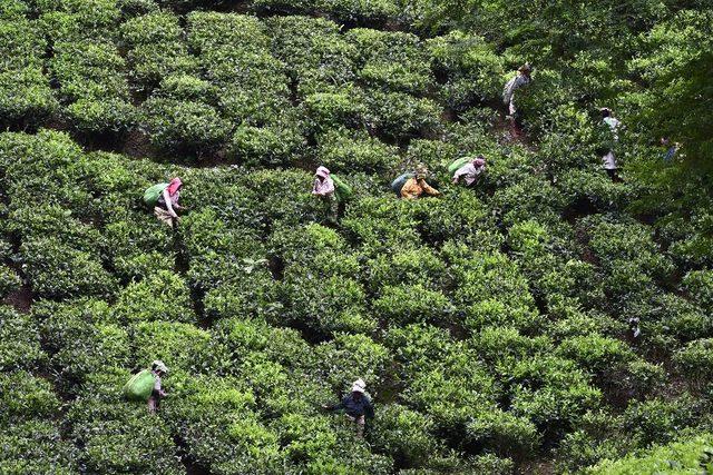 Assam çayı rekor fiyata satıldı