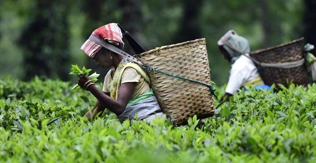 Assam çayı rekor fiyata satıldı