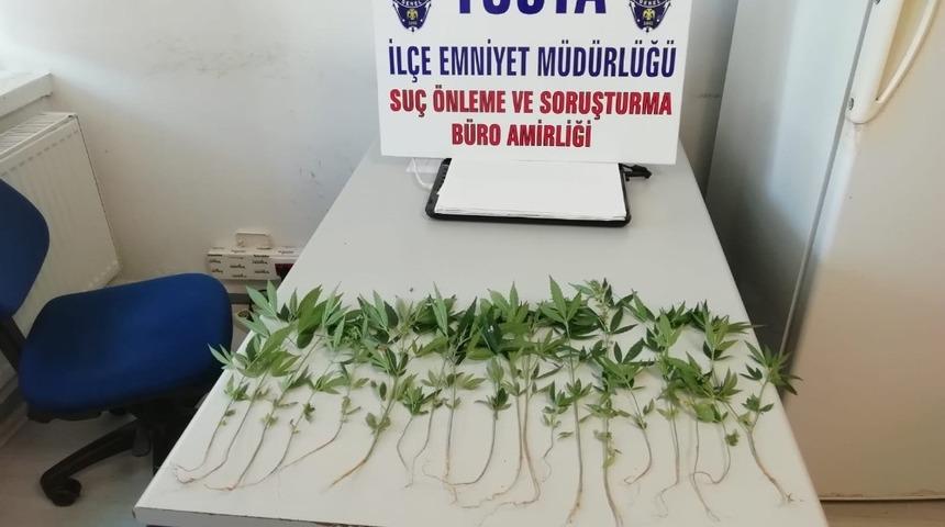 Tosya&rsquo;da bah&ccedil;eye ekili 20 k&ouml;k kenevir ele ge&ccedil;irildi