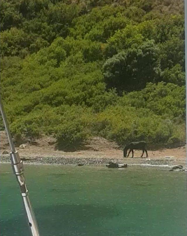 Marmaris te adaya terk edilen eşek için seferber oldular 1