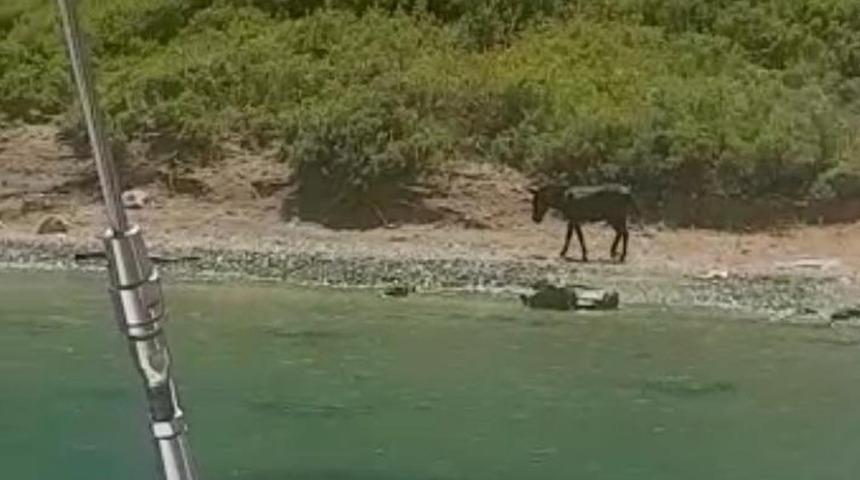 Marmaris'te adaya terk edilen eşek için seferber oldular