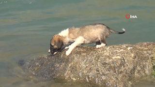 Çayda mahsur kalan yavru köpeği vatandaş kurtardı