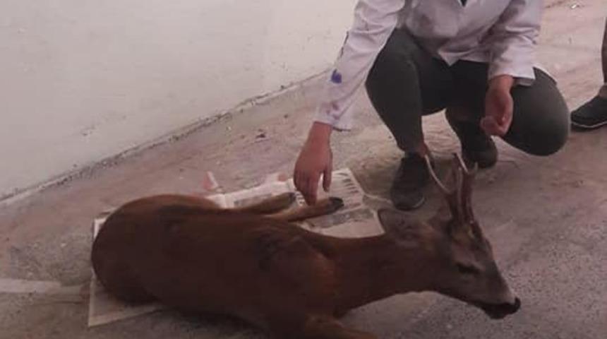 Yaralı halde bulunan Karaca, tedavi altına alındı