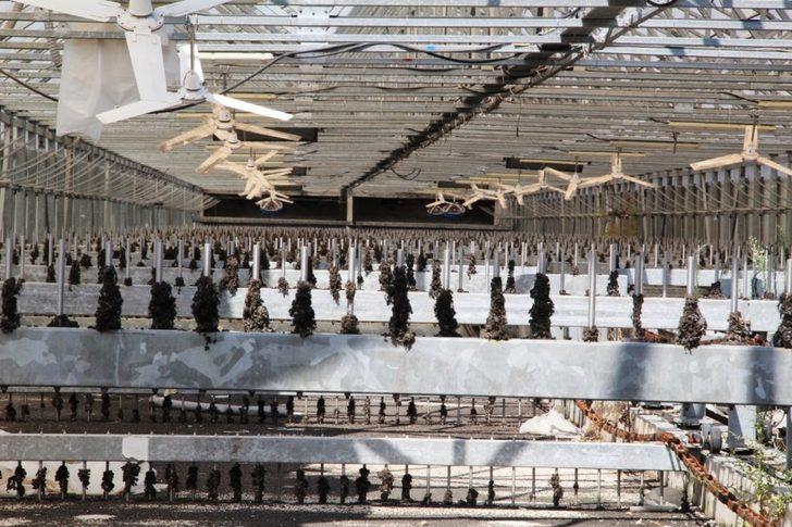 Kavga milli serveti çürüttü, zarar 5 milyon lira G2