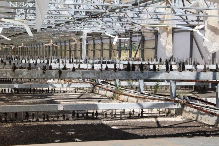 Kavga milli serveti çürüttü, zarar 5 milyon lira G3