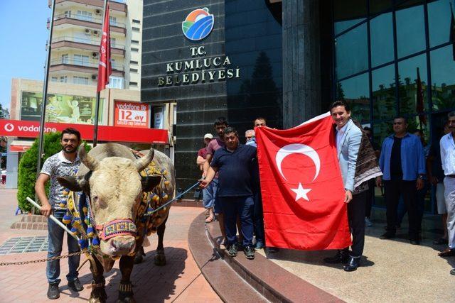 Kumluca’da şampiyon boğalar görücüye çıktı