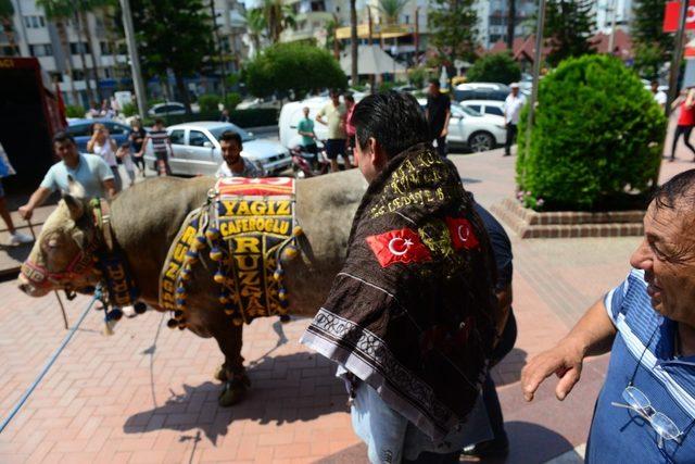 Kumluca’da şampiyon boğalar görücüye çıktı