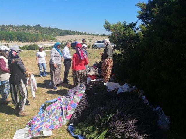 Bozüyük’te lavanta hasadı yapıldı