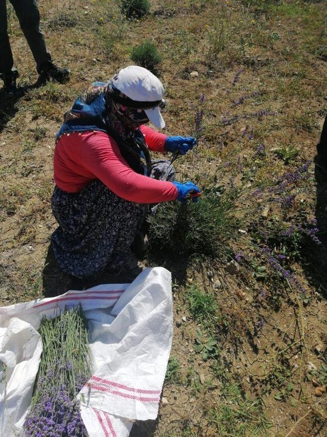 Bozüyük’te lavanta hasadı yapıldı