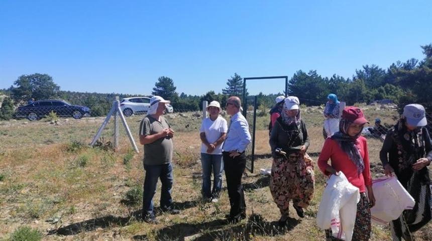 Boz&uuml;y&uuml;k&rsquo;te lavanta hasadı yapıldı