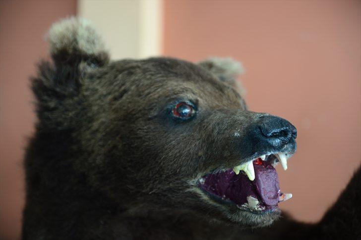 Kereste dükkanını hayvan müzesine çevirdi! Gören şaşkına dönüyor G2