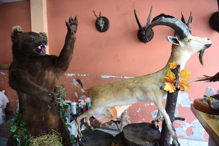 Kereste dükkanını hayvan müzesine çevirdi! Gören şaşkına dönüyor G3