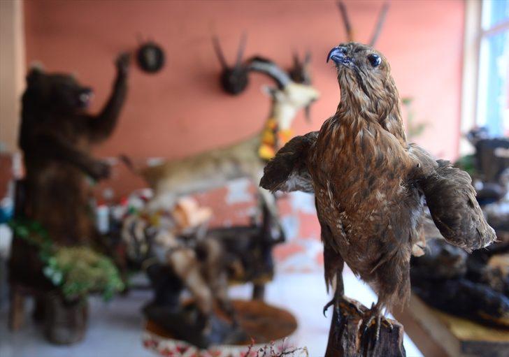 Kereste dükkanını hayvan müzesine çevirdi! Gören şaşkına dönüyor G4