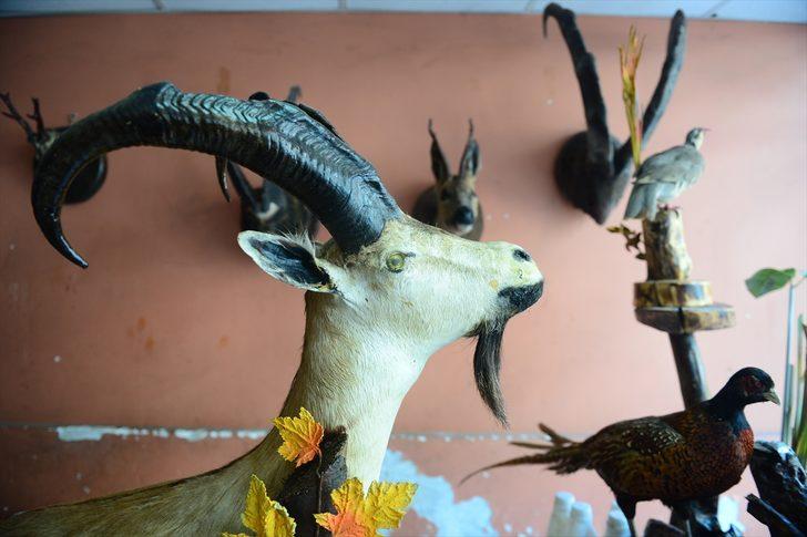 Kereste dükkanını hayvan müzesine çevirdi! Gören şaşkına dönüyor G5