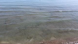 Ordu'da tespit edildi! Yetkililer harekete ge&ccedil;ti