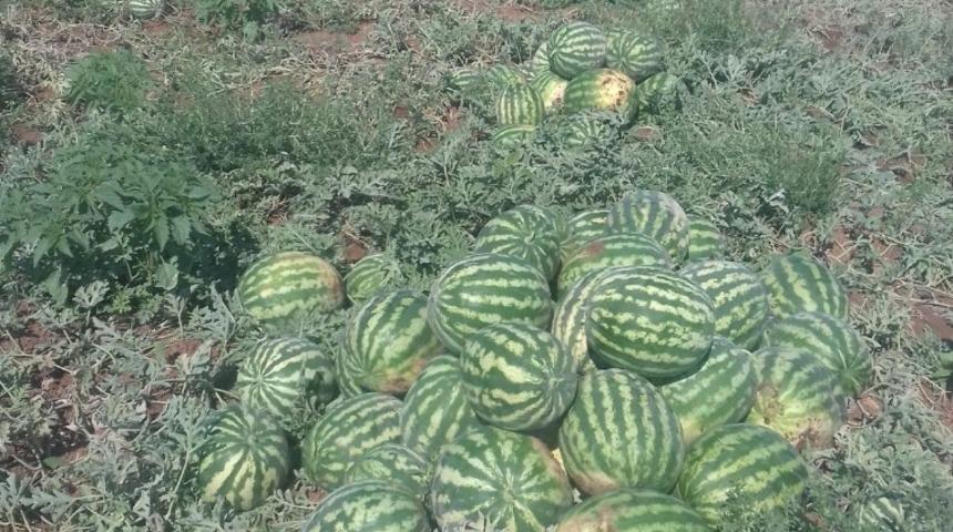 Mazıdağı&rsquo;nda karpuz hasadı başladı