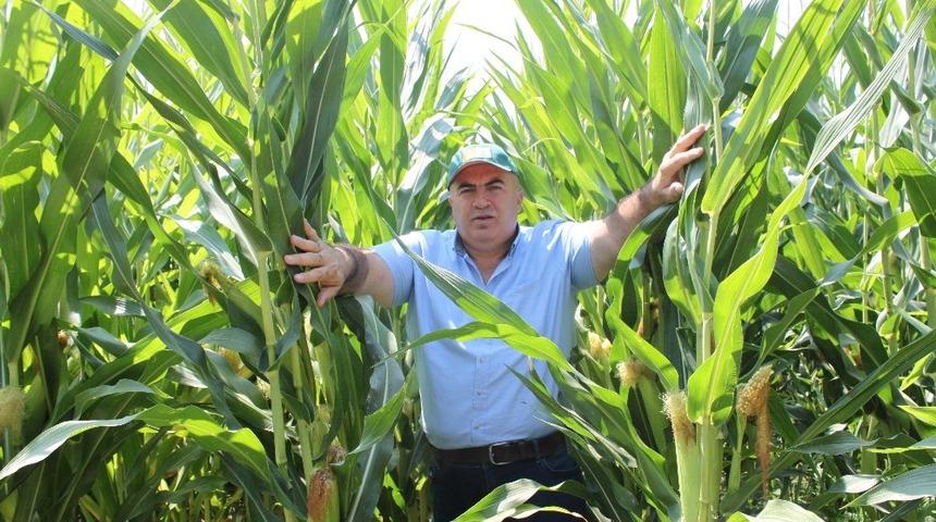 Mısır &uuml;reticisi referans fiyatın a&ccedil;ıklanmasını bekliyor