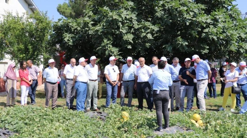 Yağmur suyu ile kavun-karpuz yetiştirildi